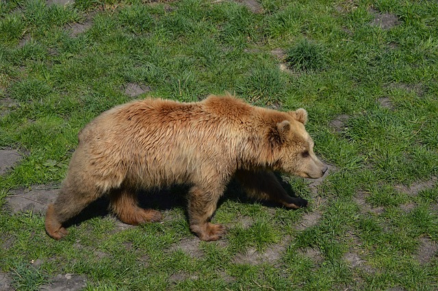 Ein Braunbär in Slowenien