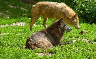 Zwei Wölfe in Slowenien